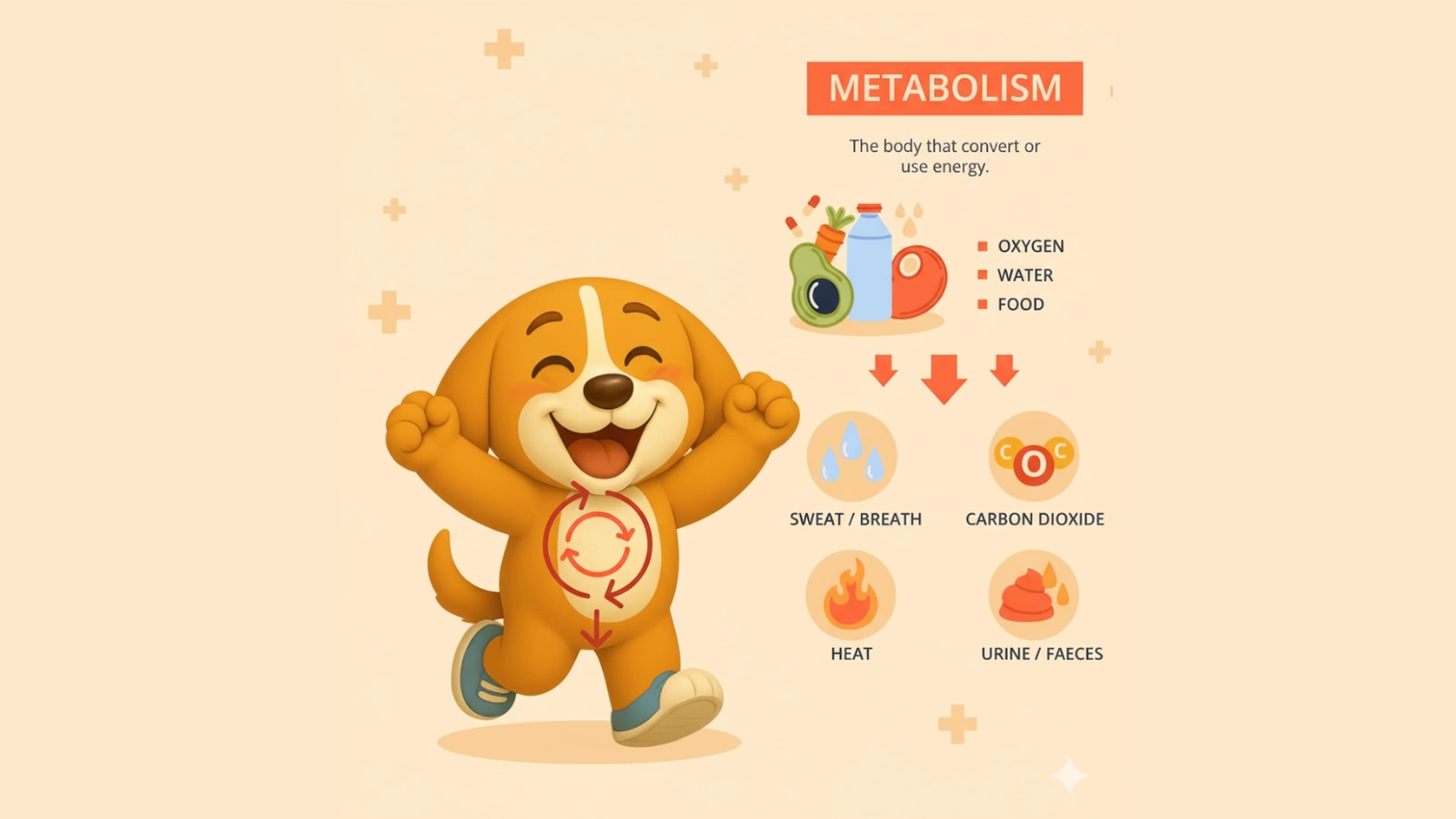how-to-increase-metabolism