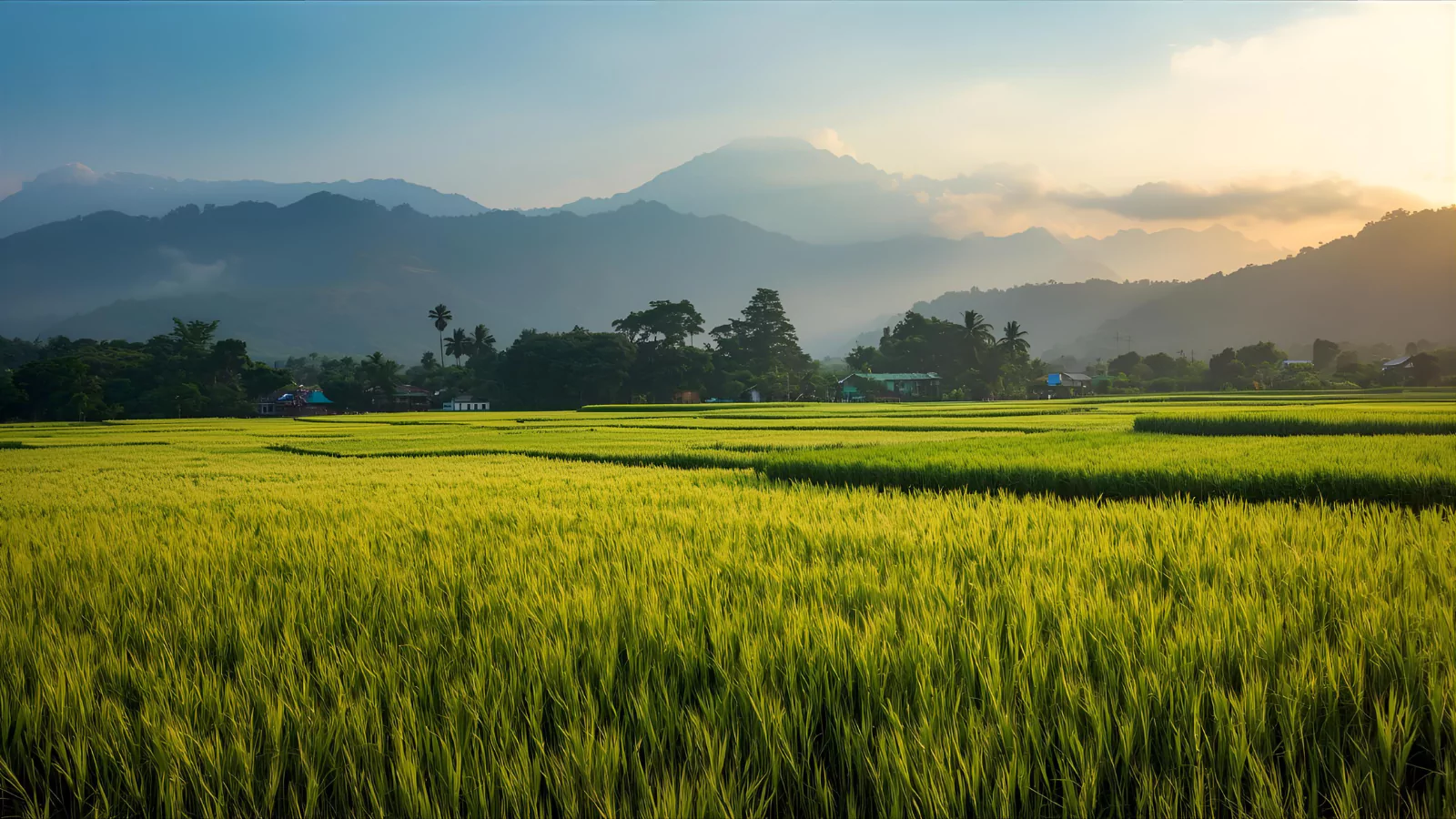 the-role-of-rice-around-the-world