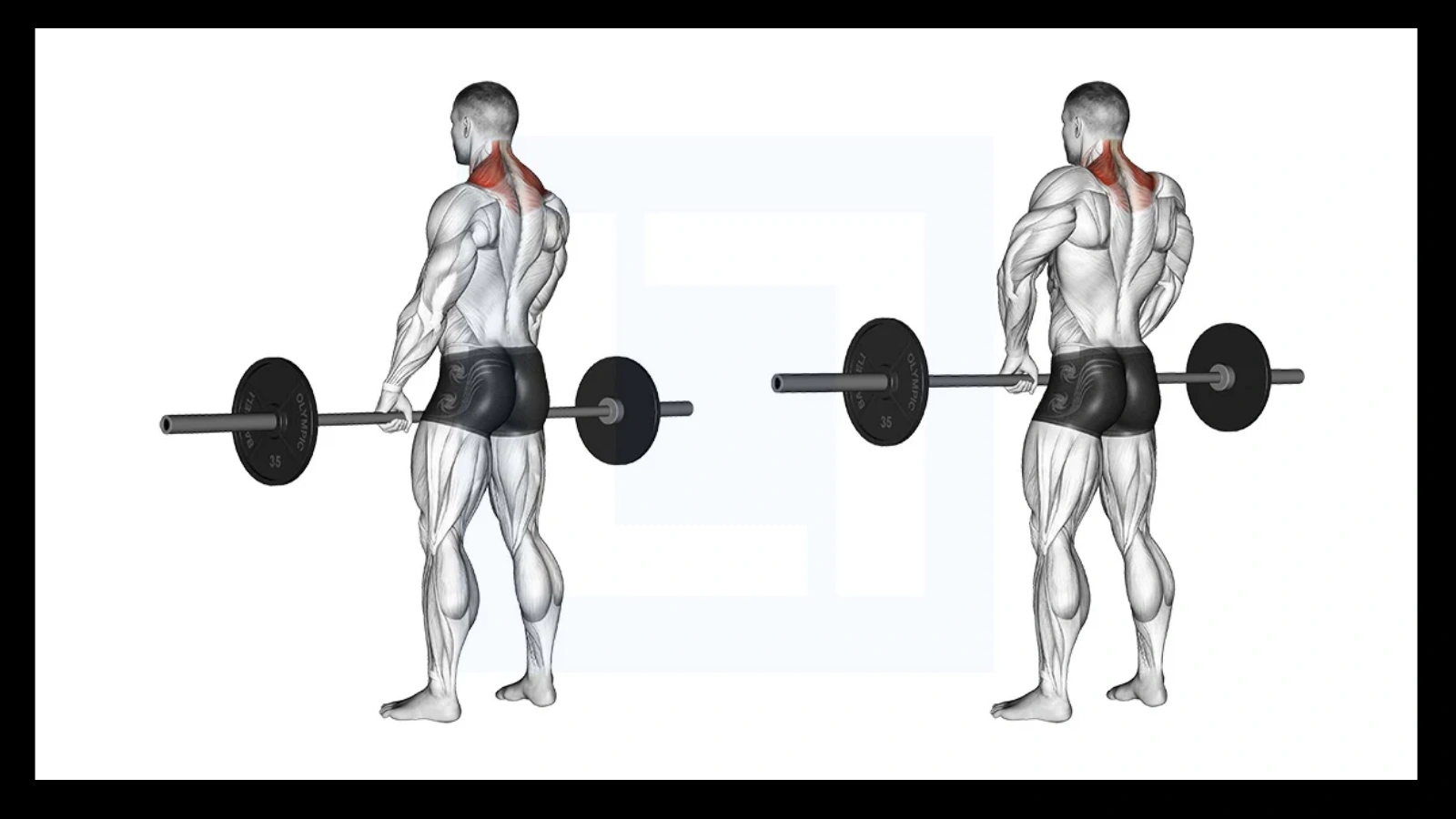 Barbell-or-Trap-Bar-Shrugs