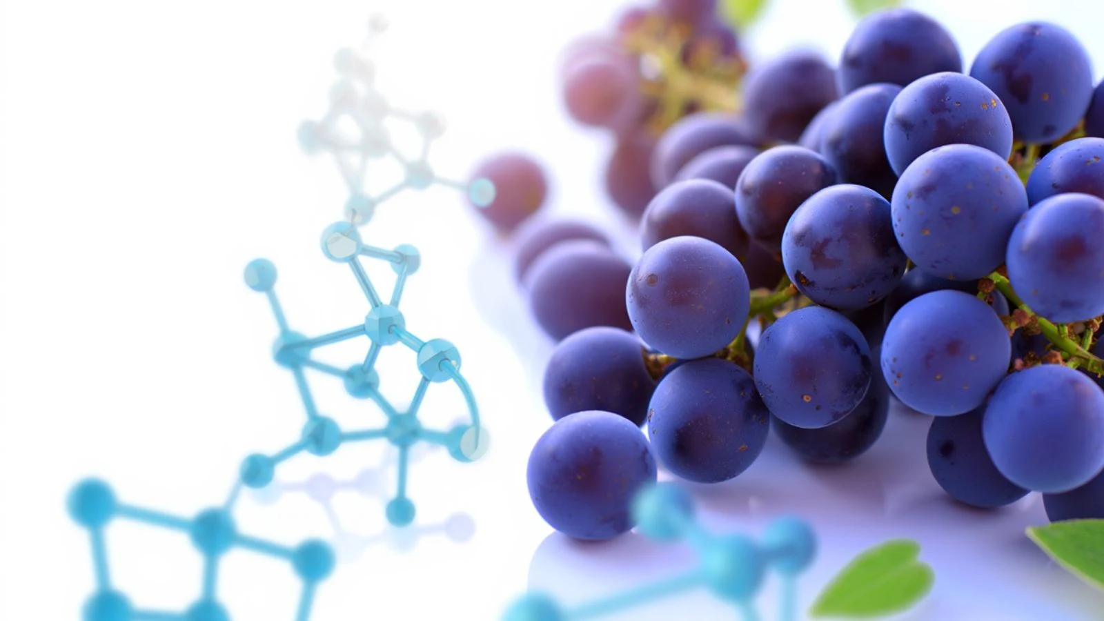 Grapes and Fat Metabolism the-science-behind-grapes-and-fat-metabolism