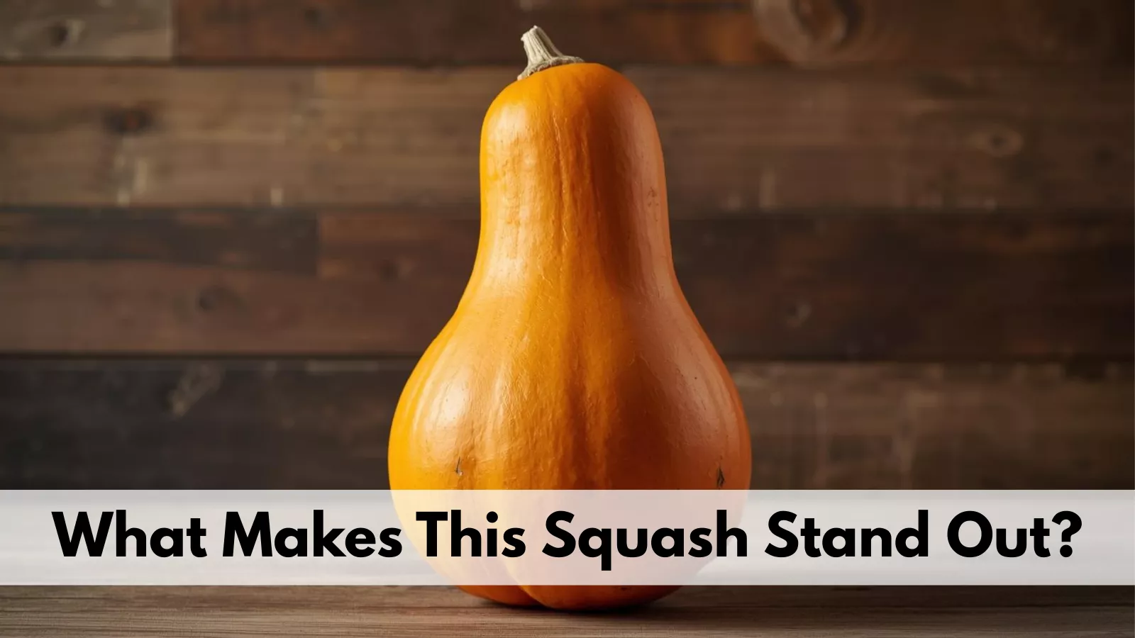 what-makes-this-squash-stand-out