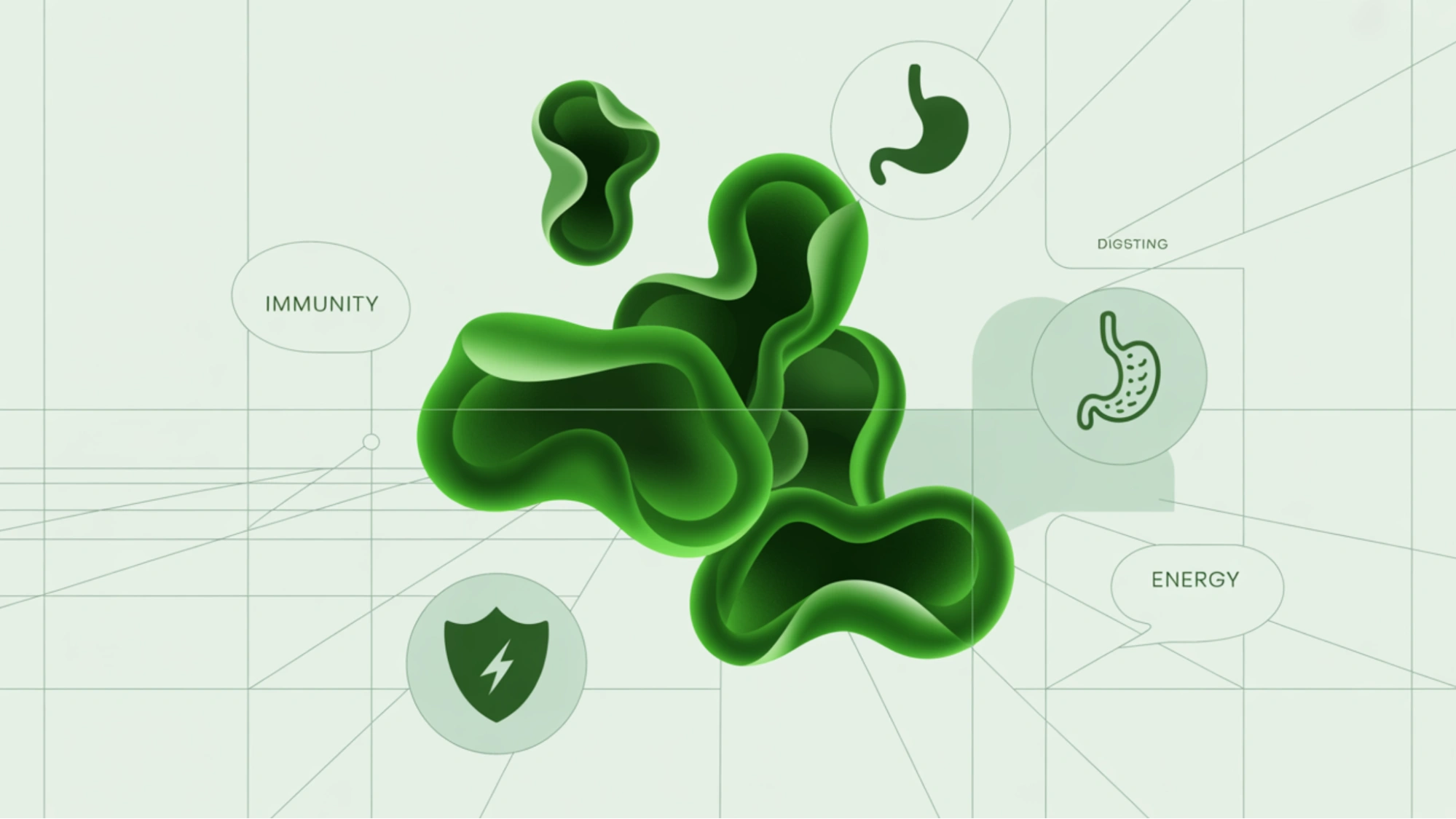 chlorella-aids-digestion-and-gut-health