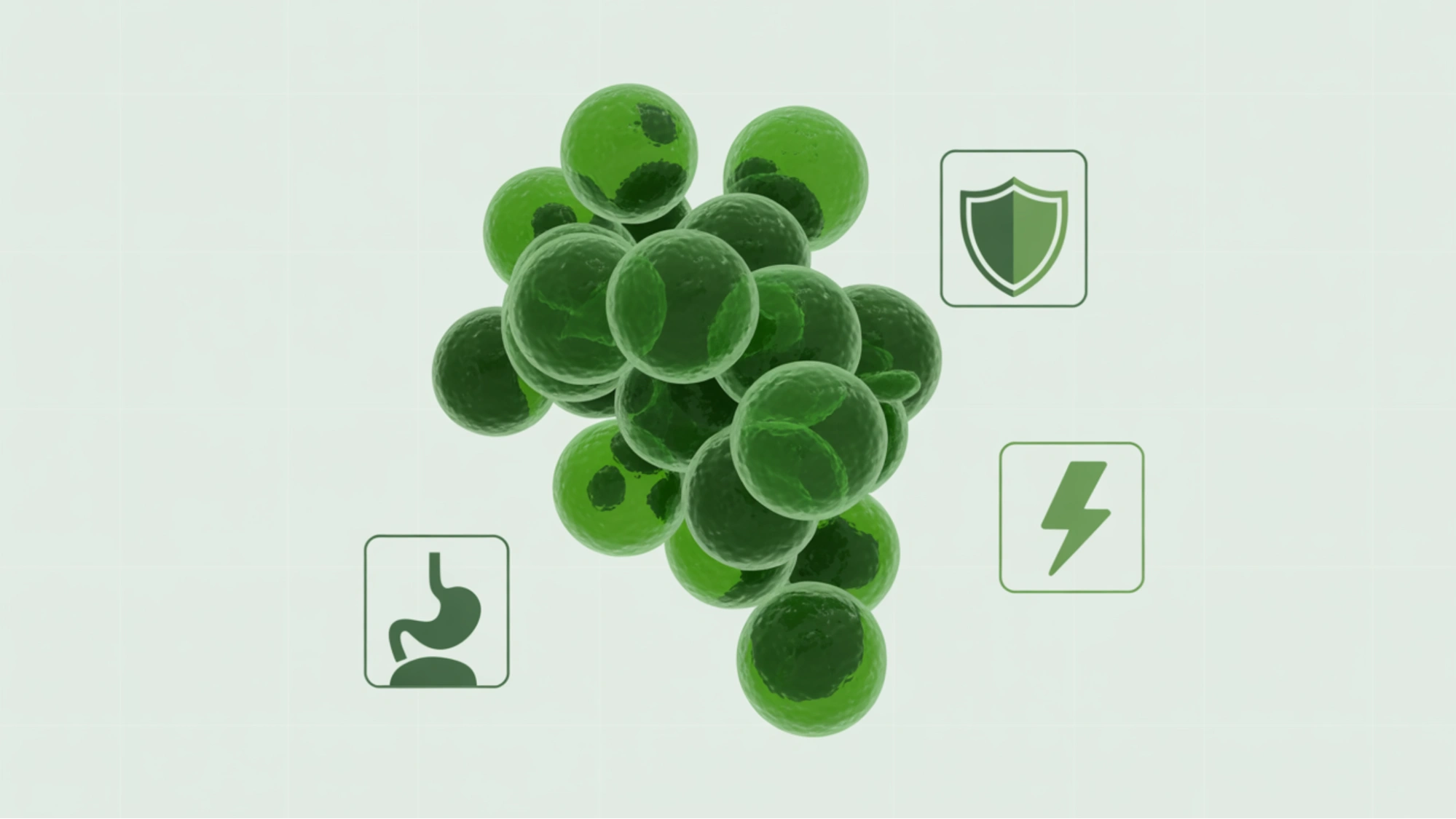 chlorella-helps-regulate-blood-sugar-and-cholesterol