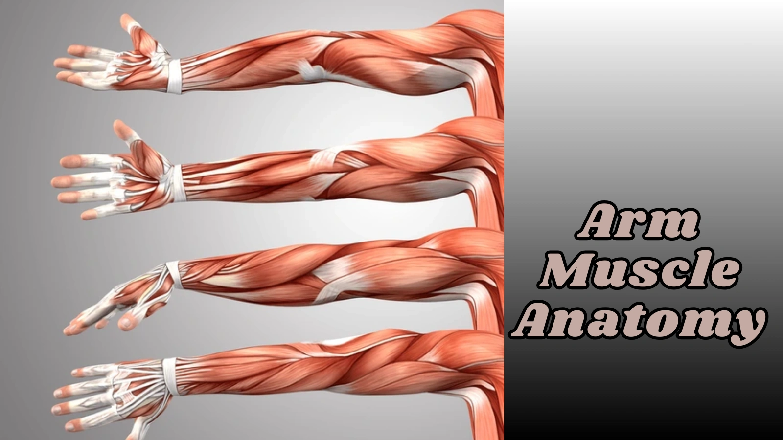 arm-muscle-anatomy