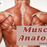 muscle-anatomy