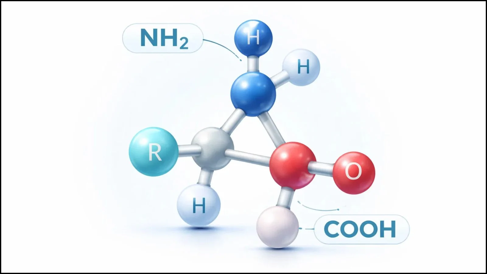 what-are-amino-acids
